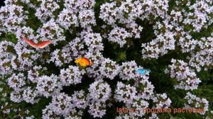 Тимьян обыкновенный (thymus vulgaris) ? обыкновенный тимьян обзор: как сажать, рассада тимьяна