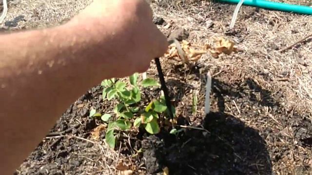 Шашлык НА тандыре, на решетке барбекю смотреть онлайн