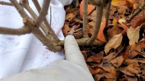 Метельчатые гортензии. Зачем мы их обрезаем?