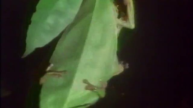 BBC ONE WALES - Trailers & Continuity - 26/09/1990. Beta Transfer. смотреть онлайн