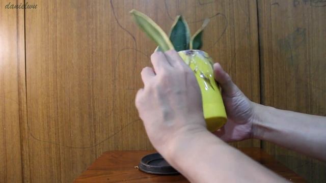 Ugaoo Sansevieria Golden Hahnii (Snake Plant)