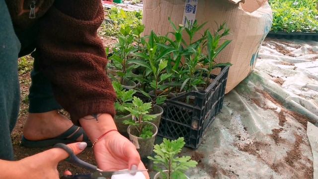 Во сколько обошлась нам теплица? Черенкую бересклеты и отправляю посылку. смотреть онлайн