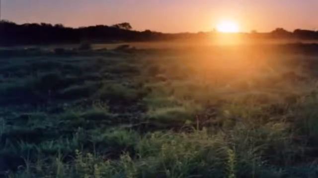 Калины  куст