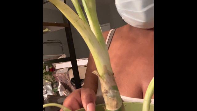 The Addiction Is Real!!  Houseplant Tour  Story Time