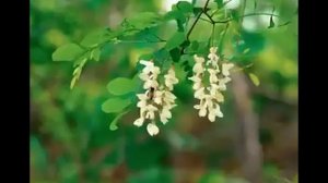 Татьяна Анциферова_ Зеленая ветка