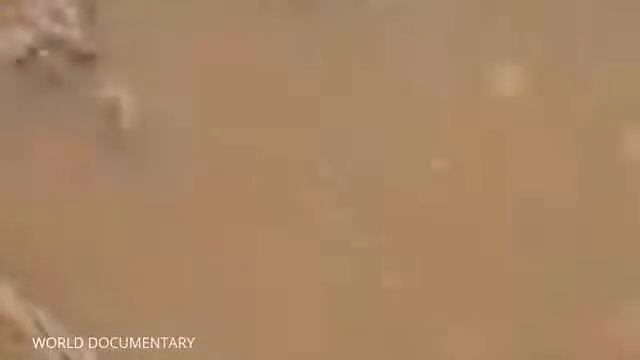 Hippopotamus, crocodile - animal planet Nature documentar !! смотреть онлайн