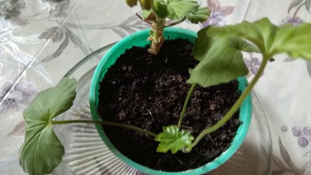 Пеларгония Маленький черенок укорененный в воде после посадки зацвел смотреть онлайн