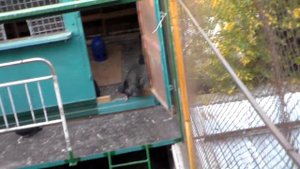 Николаевские голуби в Ялте (Крым) +79787395899