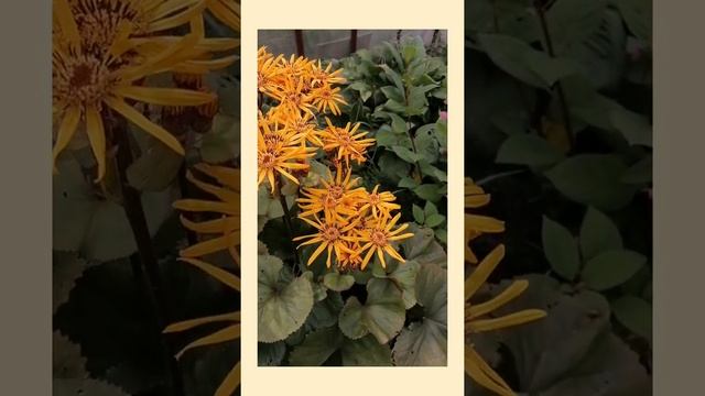 #Shorts Цветение бузульника смотреть онлайн