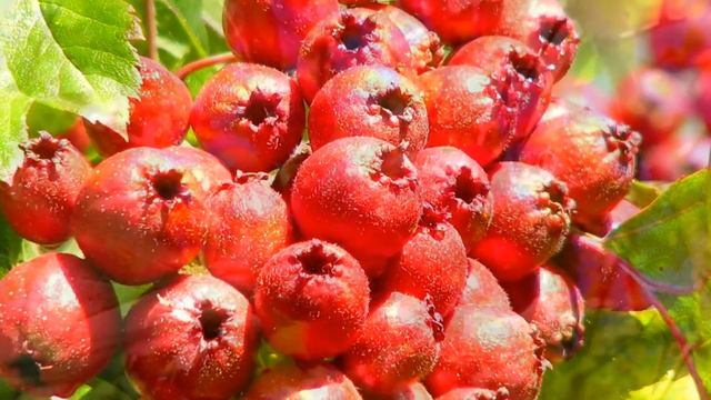 БОЯРЫШНИК ПОЛЬЗА И ВРЕД | можно ли есть боярышник? вред боярышника, польза боярышника