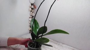 СЕРДЦЕ ДРАКОНА * ЛЕКО ФАНТАСТИК ОРХИДЕЯ ФАЛЕНОПСИС.