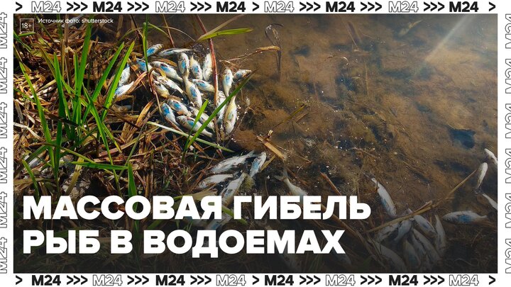 На водоемах Москвы заметили массовую гибель рыб - Москва 24