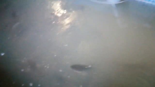 Африканский клариевый сом.Начинаем продавать. смотреть онлайн