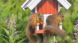 Белка|Какая бывает  окраска шерстки у белок?|Squirrel|What is the color of the coat in squirrels?