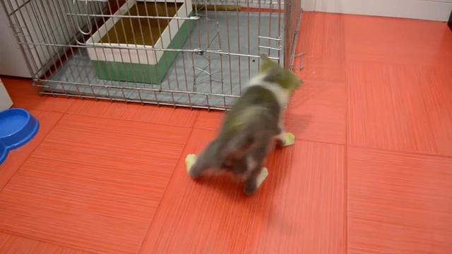 У котёнка Тайлера лишай