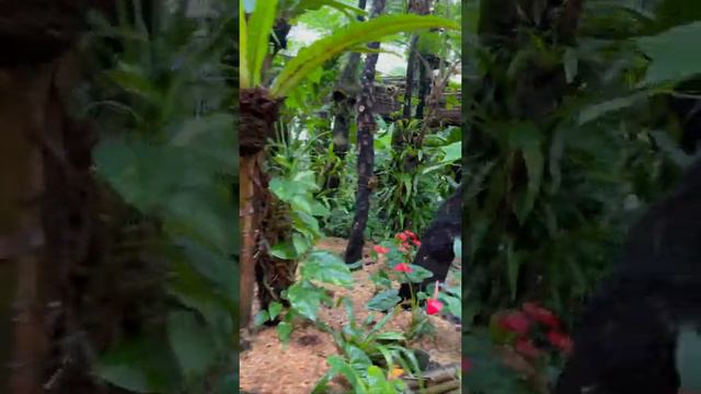 Окинава: парк с ананасами очень красивые цветы супер зоопарк и невероятный водопад смотреть онлайн