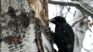 Черный дятел в работе Black woodpecker