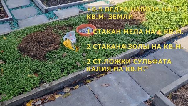 Озимый чеснок. Готовим почву, удобрения, посев озимого чеснока, сеем чеснок осенью, посадить чеснок
