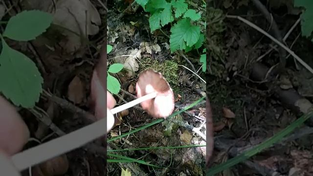 НАВОЗНИК МЕРЦАЮЩИЙ,ПСАТИРЕЛЛА ВОДОЛЮБИВАЯ. смотреть онлайн