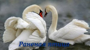 РАНЕНАЯ ПТИЦА