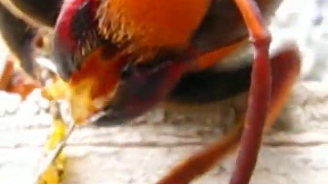 Vídeo Macro Canon SX100 смотреть онлайн