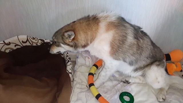 ЛЕСЯ - отличный друг и компаньон. ИЩЕМ Лесе ДОМ, а ВЫ не ищите верного друга? Приютите Лесю! смотреть онлайн