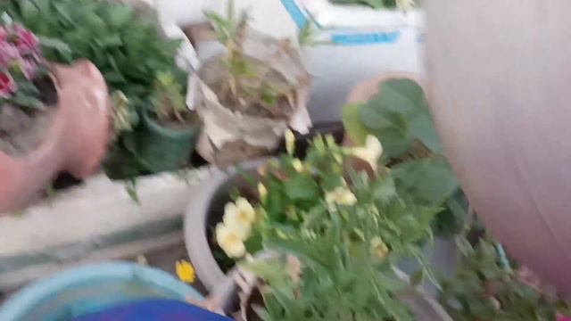 Aaj Summer petunia ko taiyaar karte hai summer ke liye /lagaye summer petunia ki cuttings#petunia смотреть онлайн