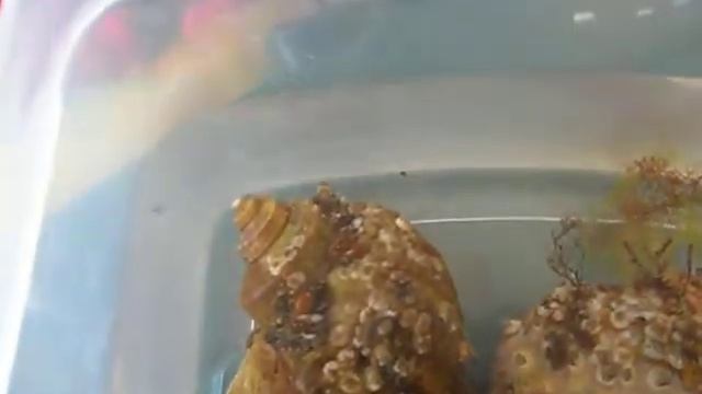 соня и рапаны смотреть онлайн