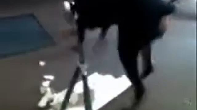 Gaambwchuunt (?) смотреть онлайн