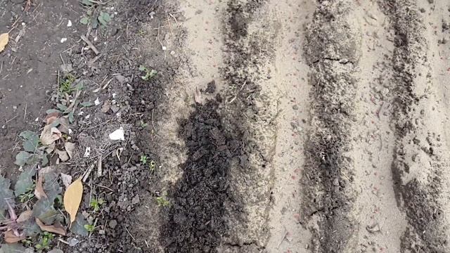 Морковь под зиму. Посадка моркови осенью. Озимая морковка. Семена в гранулах.