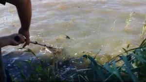 Рыбалка на весёловском