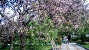 Когда деревья цветут