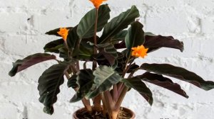 Калатея Кроката — уход в домашних условиях