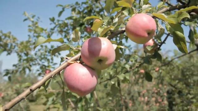 Свой яблочный сад. Урожай. 2018 смотреть онлайн