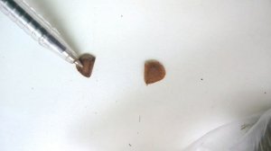 Проращивание семян лилии мартагон во мхе.