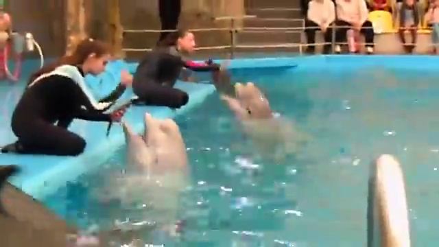 Дельфин целует смотреть онлайн