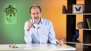 Папоротникообразные. Видеоурок по биологии 5 класс