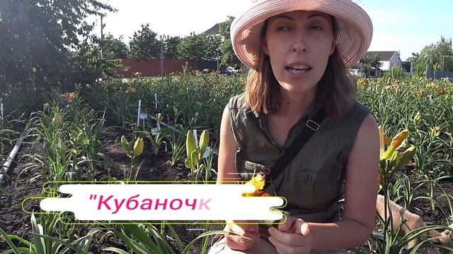 Лилейники в саду! Сеянцы Ворошиловой А.Б. Часть 1 / Сад Ворошиловой смотреть онлайн