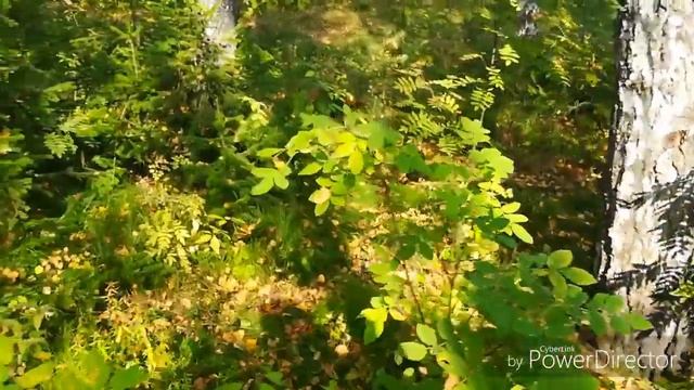 Спа салон Звезда Кино . Немного природы.