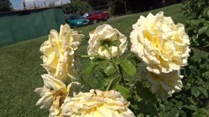 Rosa ´Cyrano de Bergerac´