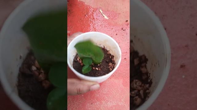 Leaf preparation of ZZ plant/ propagation of zz leaves