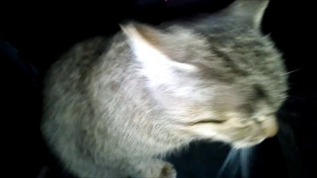 кошка трусливая прогоняет кошару ми контару!
