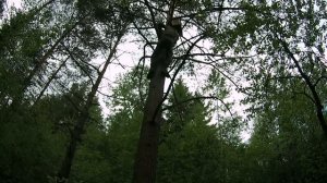 Установка ловушек для пчел. Ловля роев.