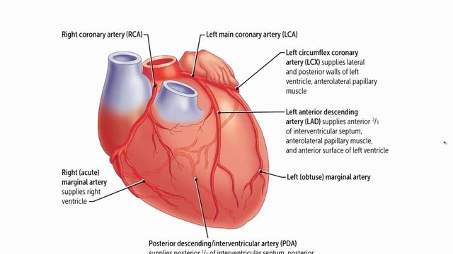 USMLE RX - 2.Кардиология - 3.Патология - 14.ЭКГ локализация STEMI (Инфаркт Миокарда с Элевацией ST)