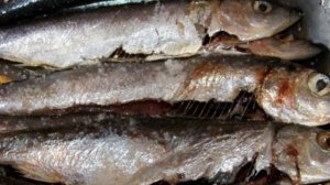 Салака жареная