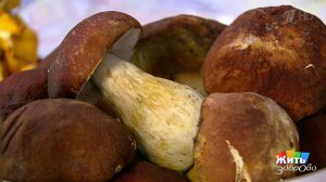 Белый гриб - царь грибов. Жить здорово! Фрагмент выпуска от 20.09.2018