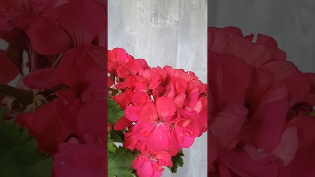 Pelargonium zonale "Irene La Jolla" - пеларгония зональная "Irene La Jolla" смотреть онлайн