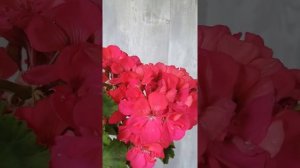 Pelargonium zonale "Irene La Jolla" - пеларгония зональная "Irene La Jolla"