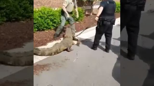 В кустах монстр смотреть онлайн