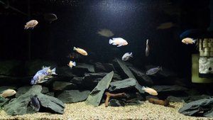 Аквариум цихлидник 200 литров